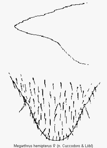 megarthrus_hemipterus_ter.gif