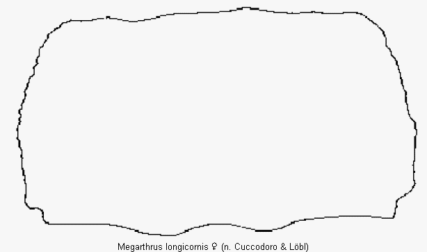 megarthrus_longicornis_hsch.gif