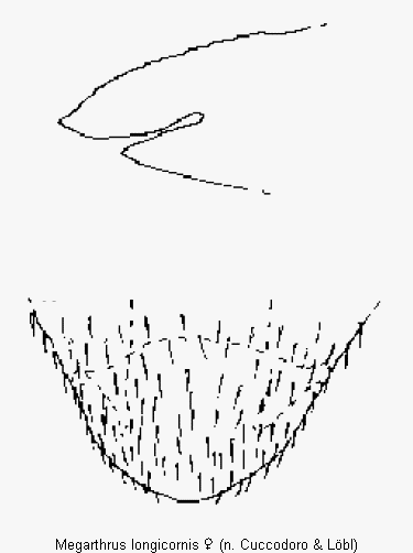 megarthrus_longicornis_ter.gif