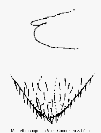 megarthrus_nigrinus_ter.gif
