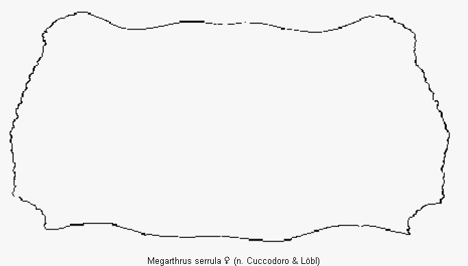 megarthrus_serrula_hsch.gif