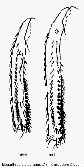 megarthrus_stercorarius_schn.gif