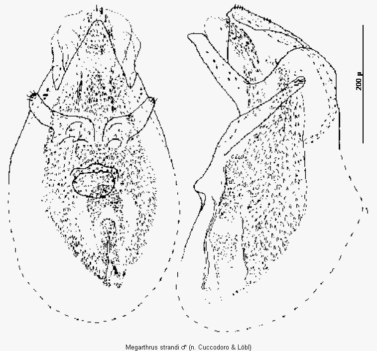 megarthrus_strandi.gif
