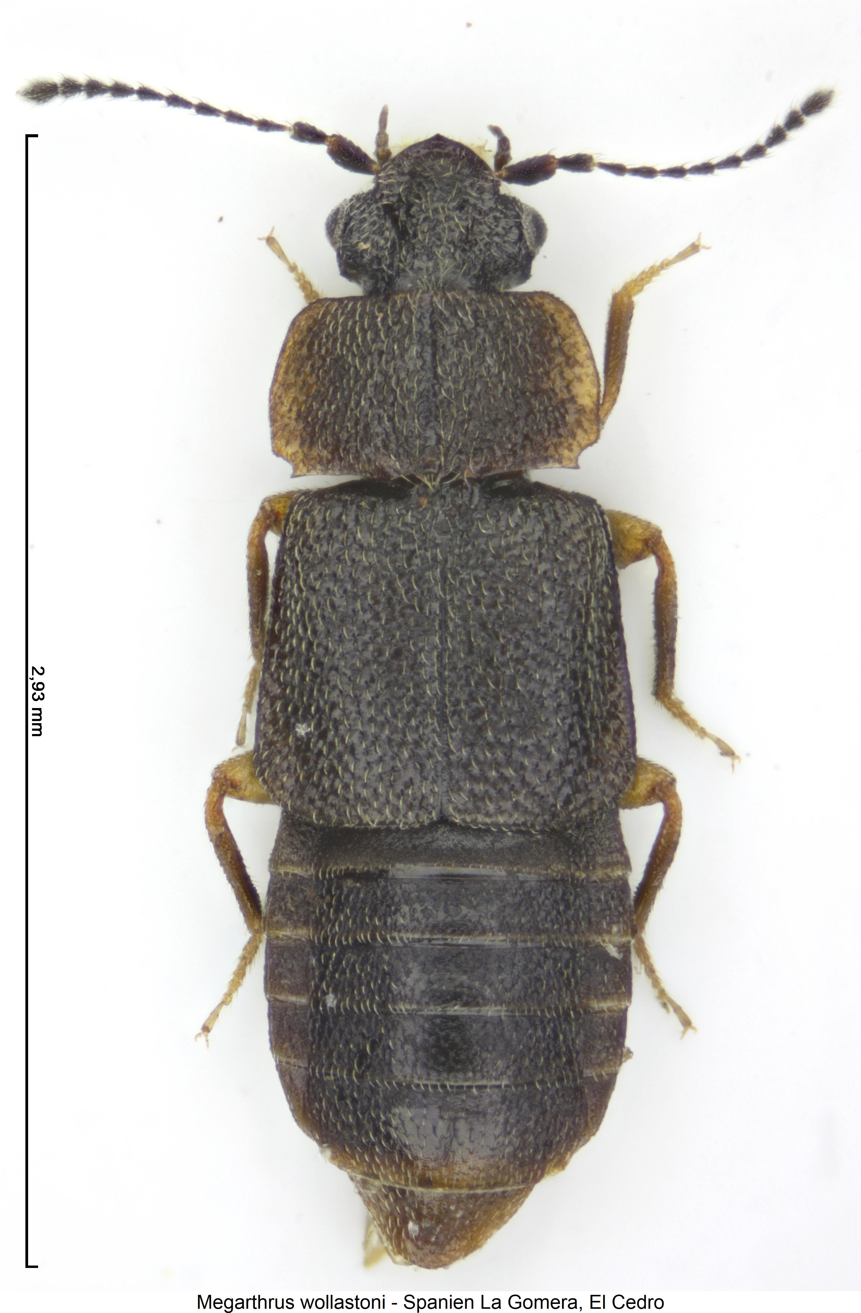 megarthrus_wollastoni_hab.jpg