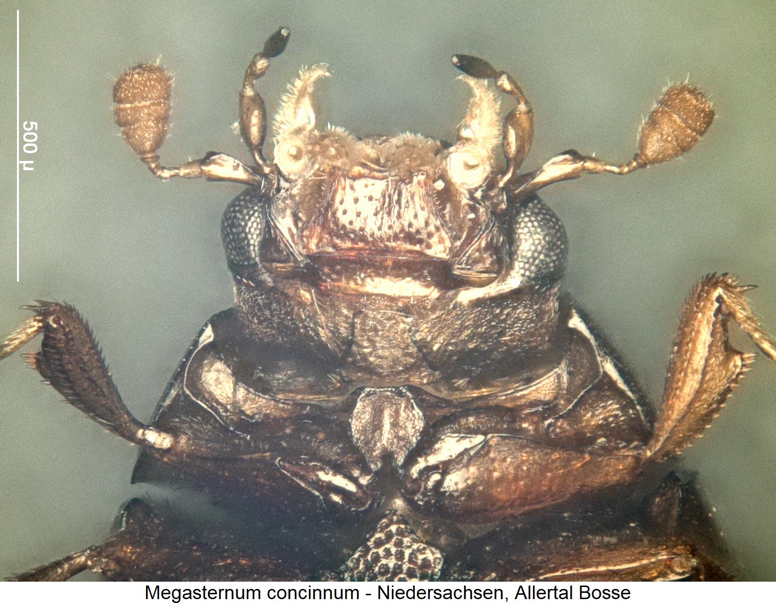 megasternum_concinnum_us1.jpg