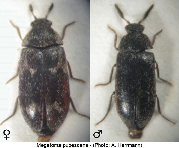 megatoma_pubescens_hab-1.jpg