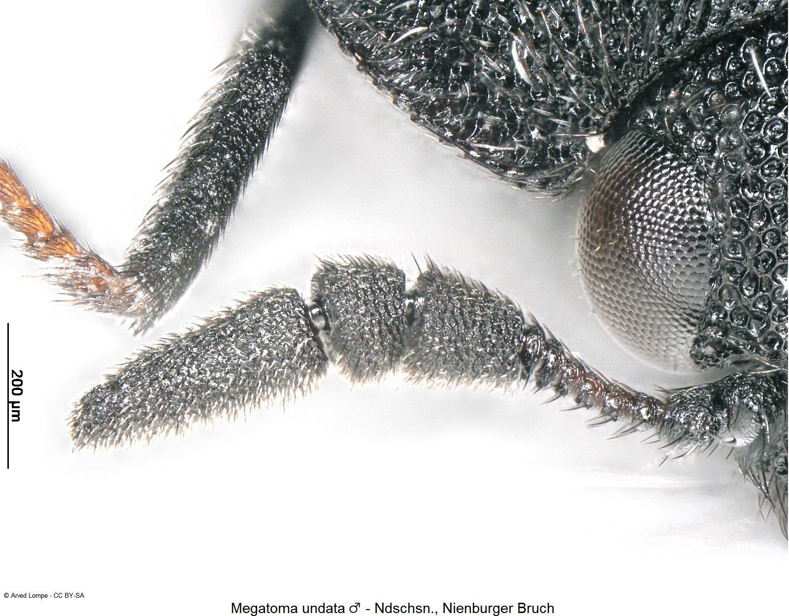 megatoma_undata_m_ck35551264_f.jpg