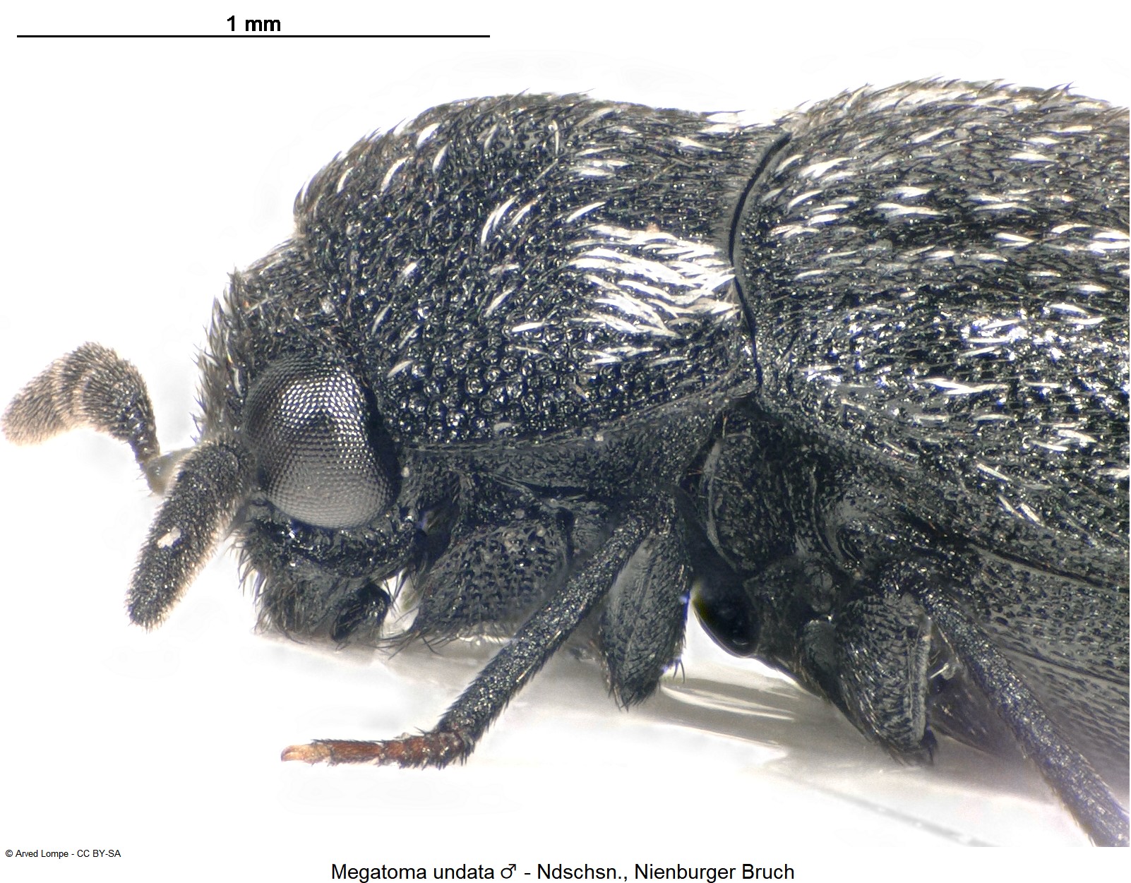 megatoma_undata_m_ck35551264_sa.jpg