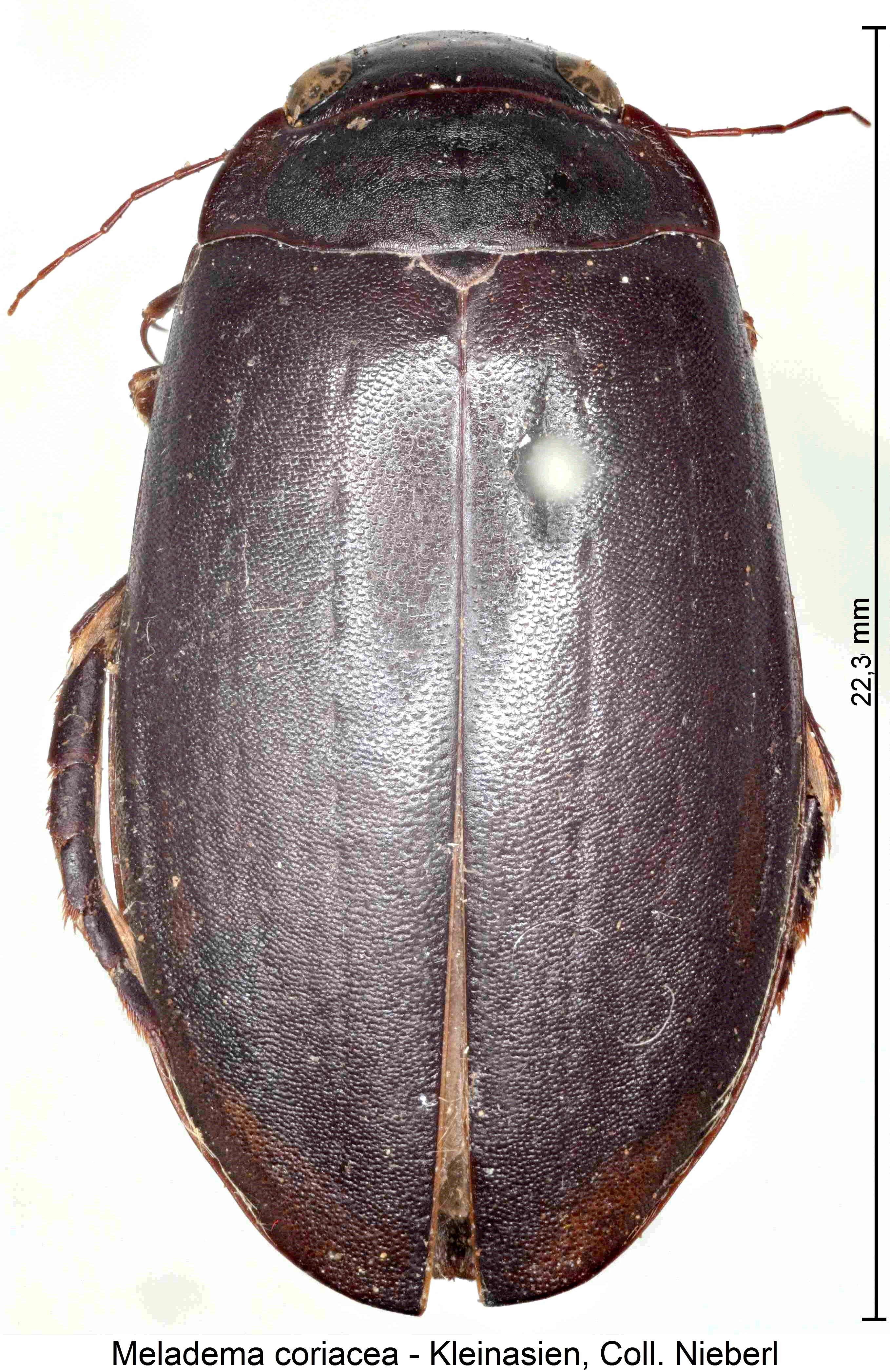 meladema_coriacea_hab1.jpg