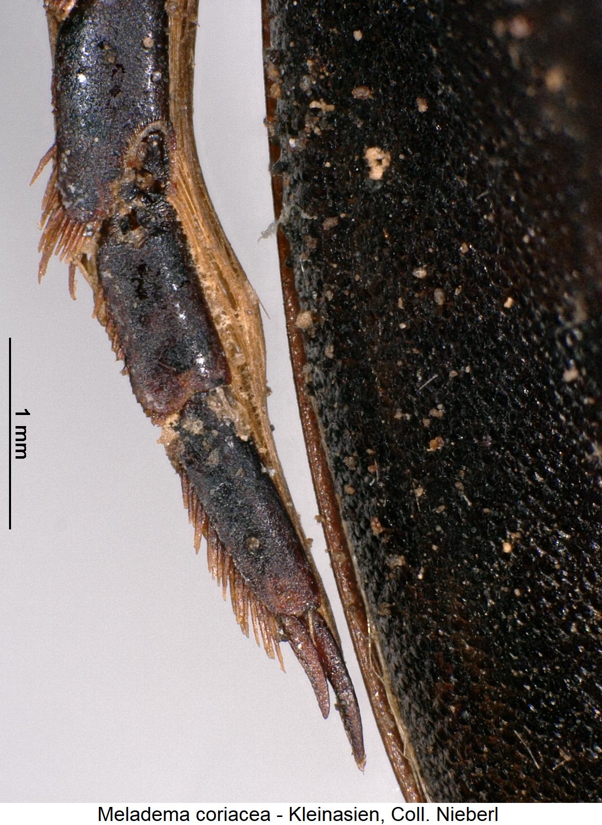 meladema_coriacea_htr.jpg