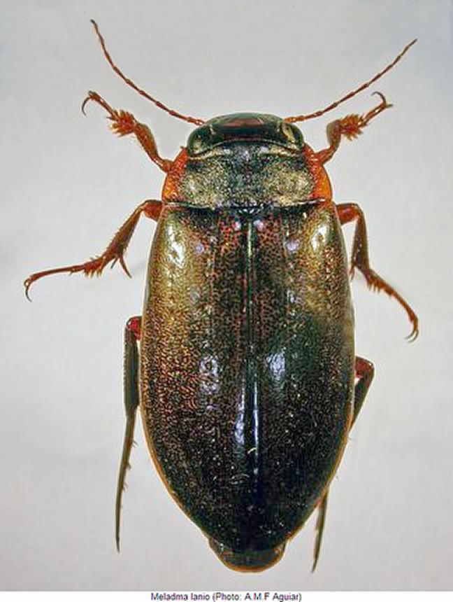 meladma_lanio_hab.jpg