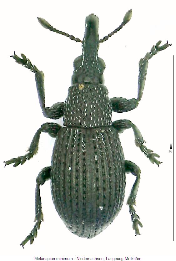 melanapion_minimum_hab.jpg