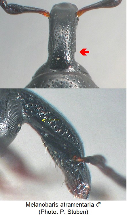 melanobaris_atramentaria_m_rostr.jpg