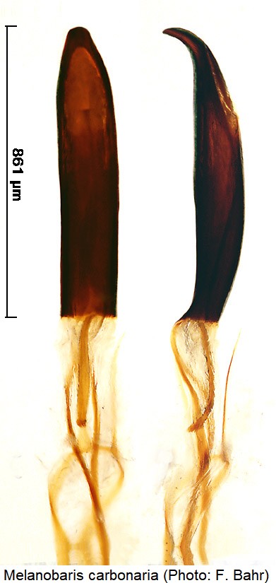 melanobaris_carbonaria.jpg