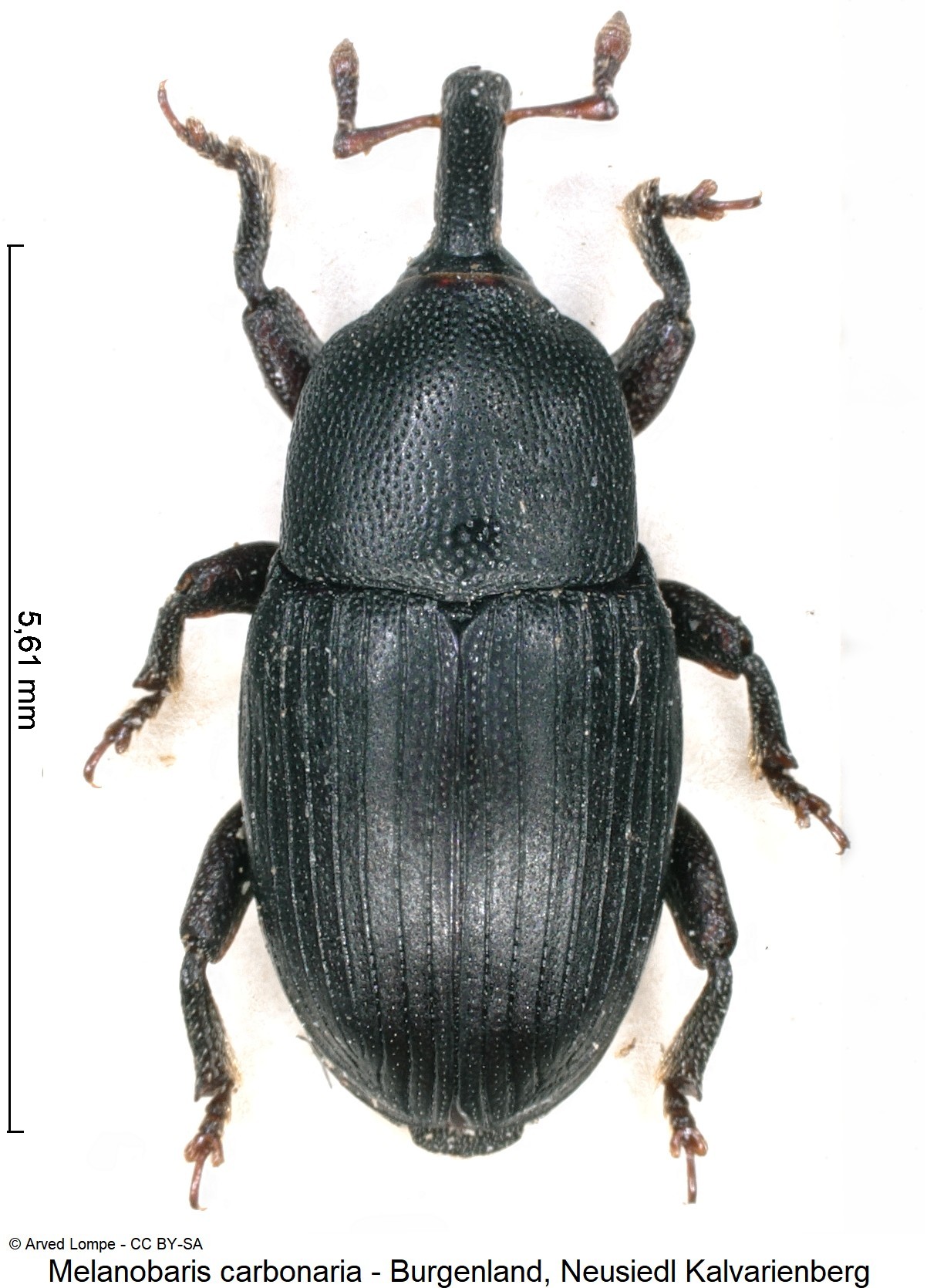 melanobaris_carbonaria_ck14858_hab.jpg