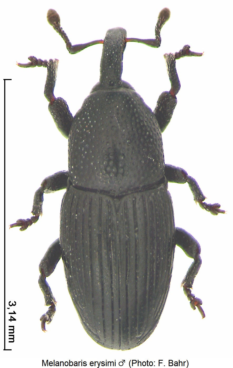 melanobaris_erysimi_m_hab.jpg