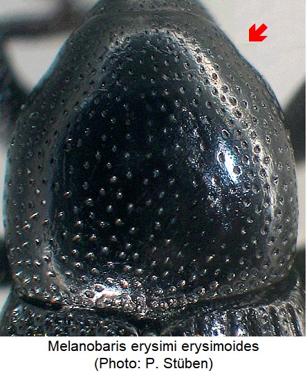 melanobaris_erysimoides_hsch.jpg