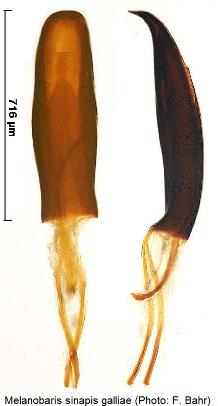 melanobaris_galliae.jpg