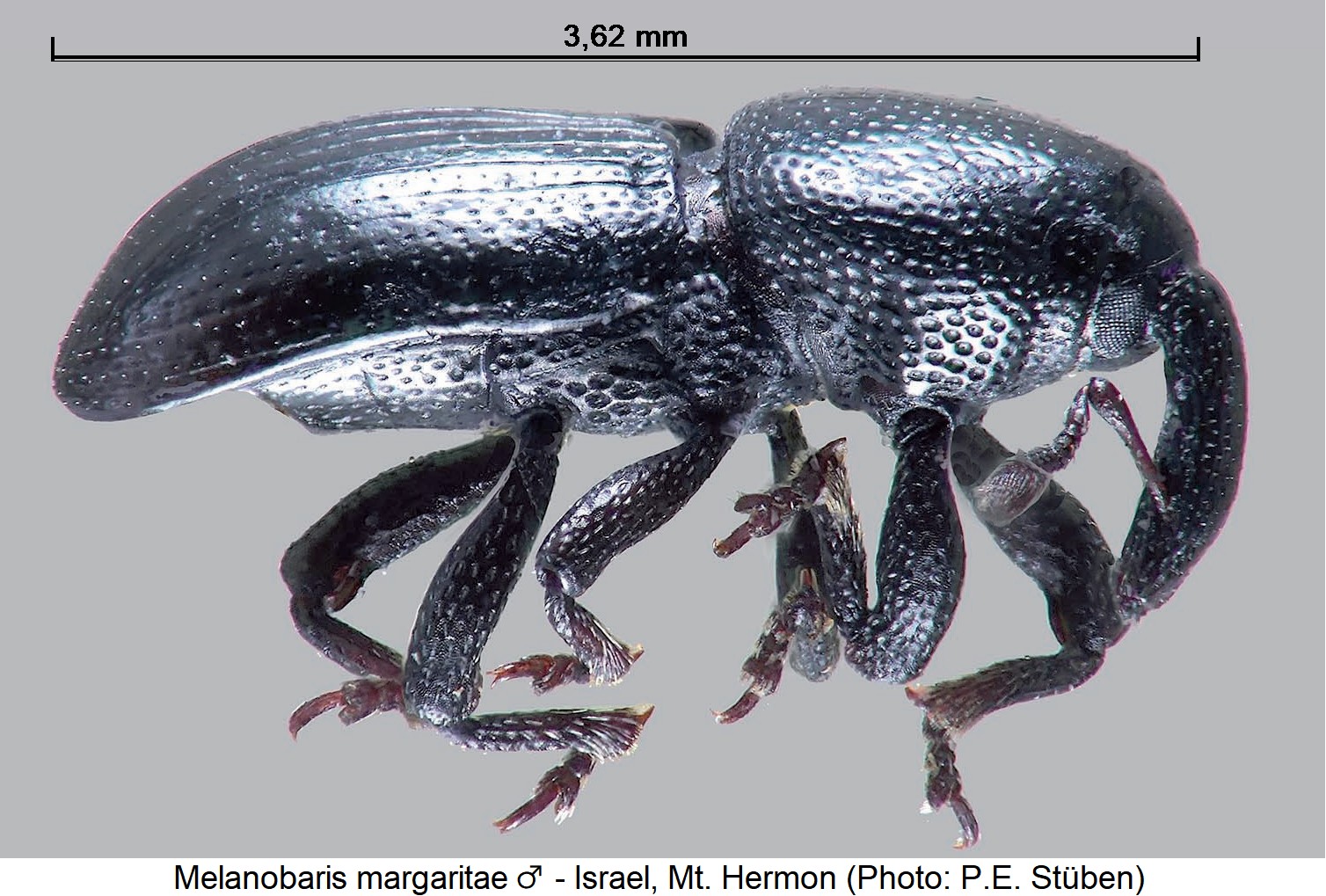 melanobaris_margaritae_m_sa.jpg