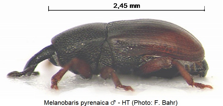 melanobaris_pyrenaica_m_sa.jpg