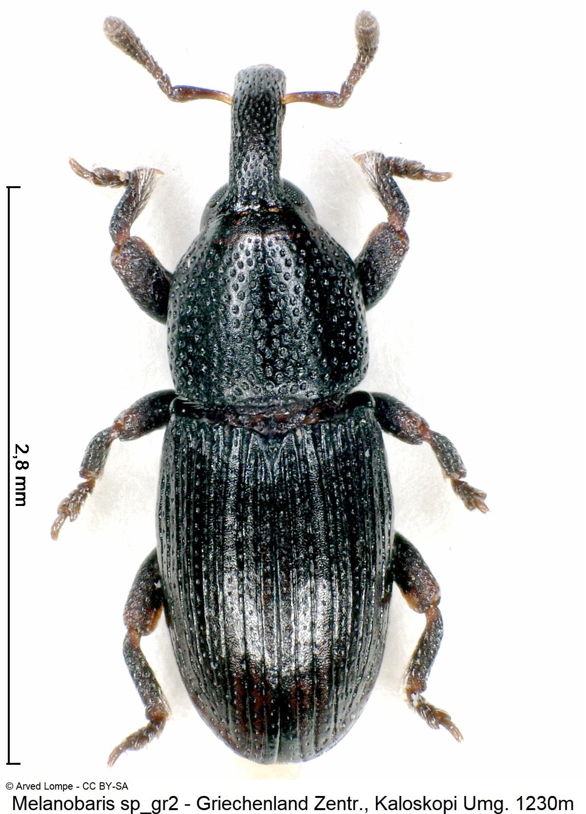 melanobaris_sp_gr2_ck30876281_hab.jpg