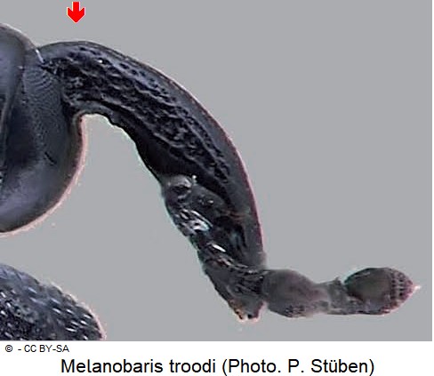 melanobaris_troodi_rostrum.jpg