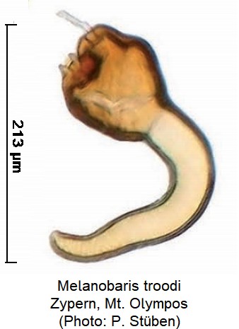 melanobaris_troodi_sperm.jpg