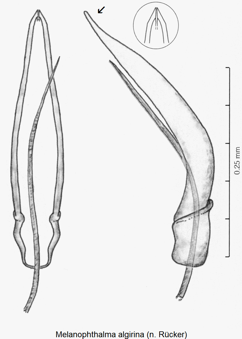 melanophthalma_algirina1.gif
