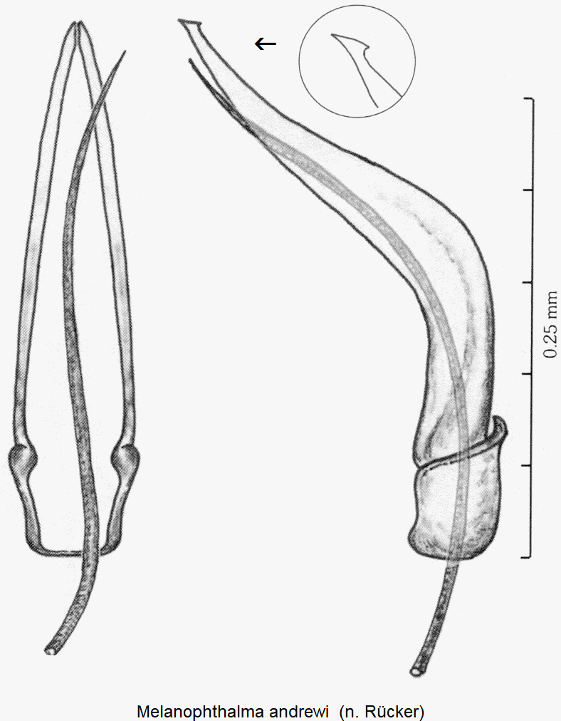 melanophthalma_andrewi1.gif