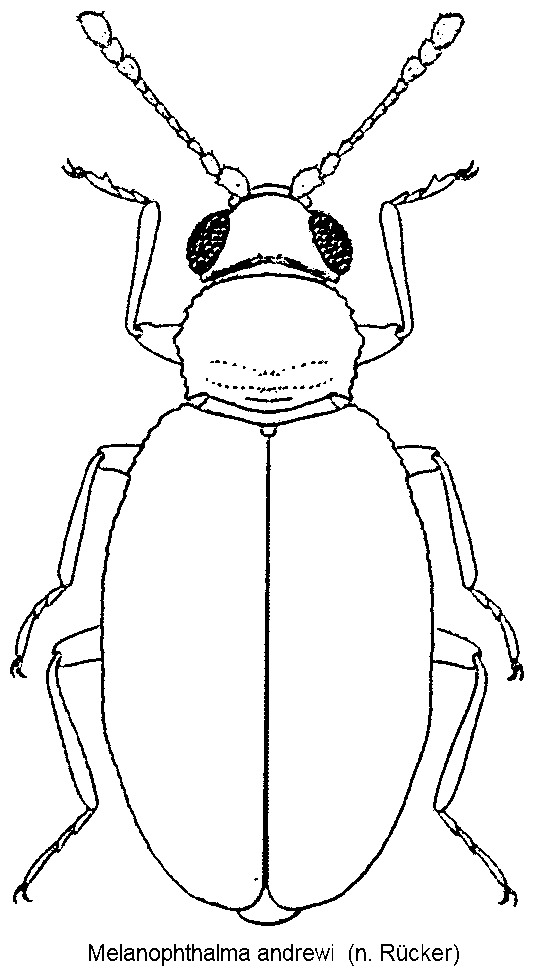 melanophthalma_andrewi_hab.gif