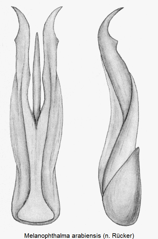 melanophthalma_arabiensis.gif