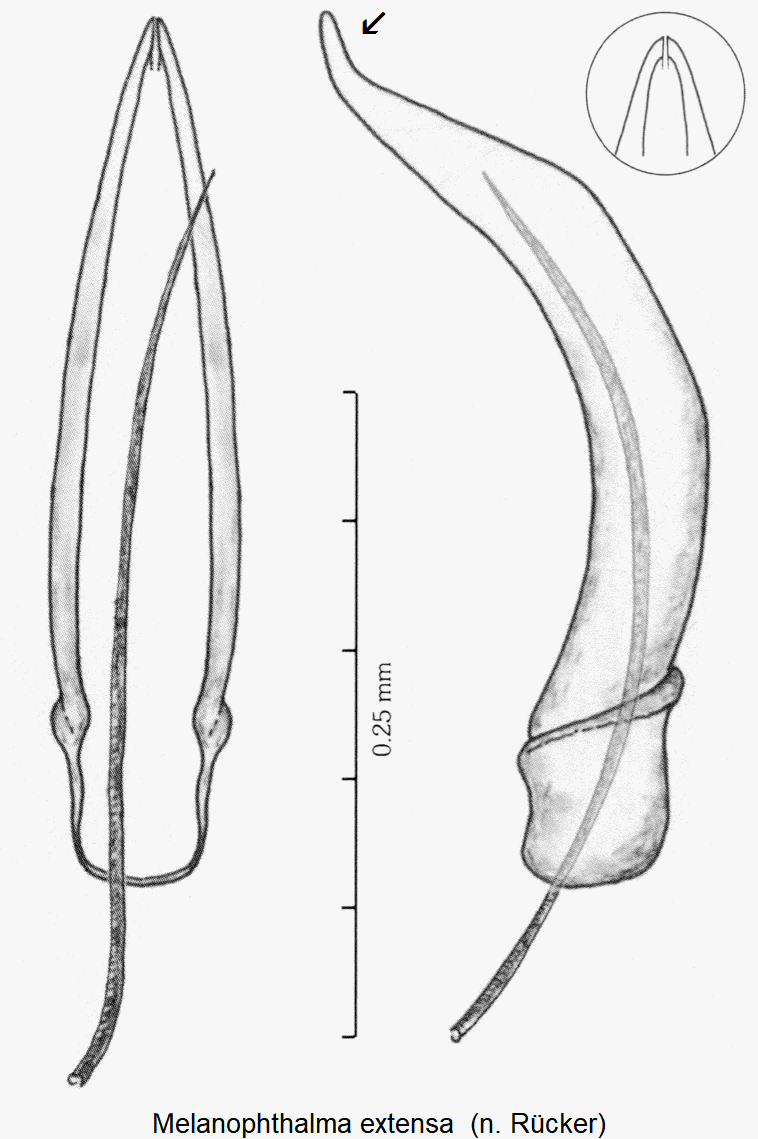melanophthalma_extensa1.gif