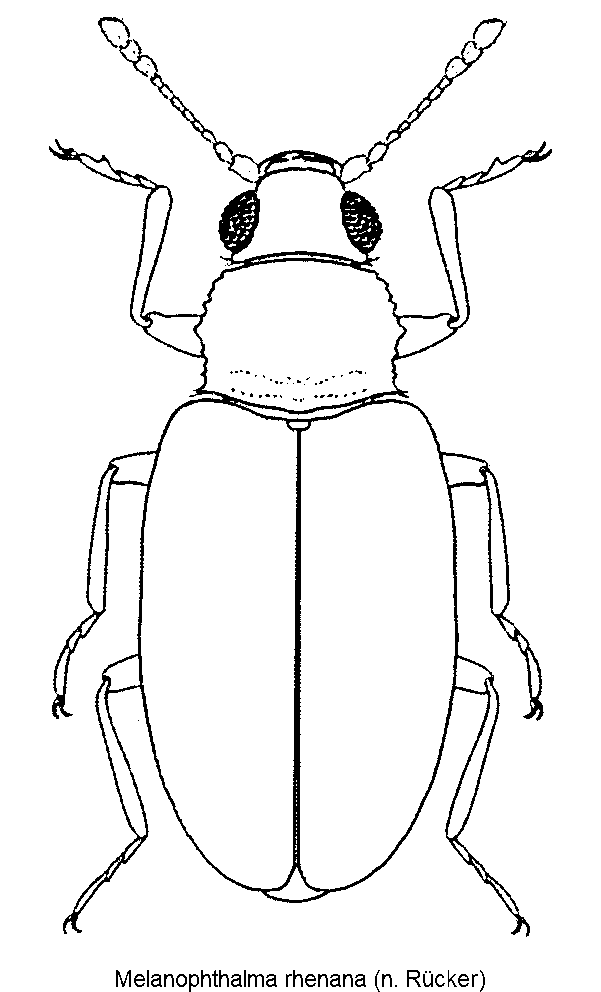 melanophthalma_rhenana_hab.gif