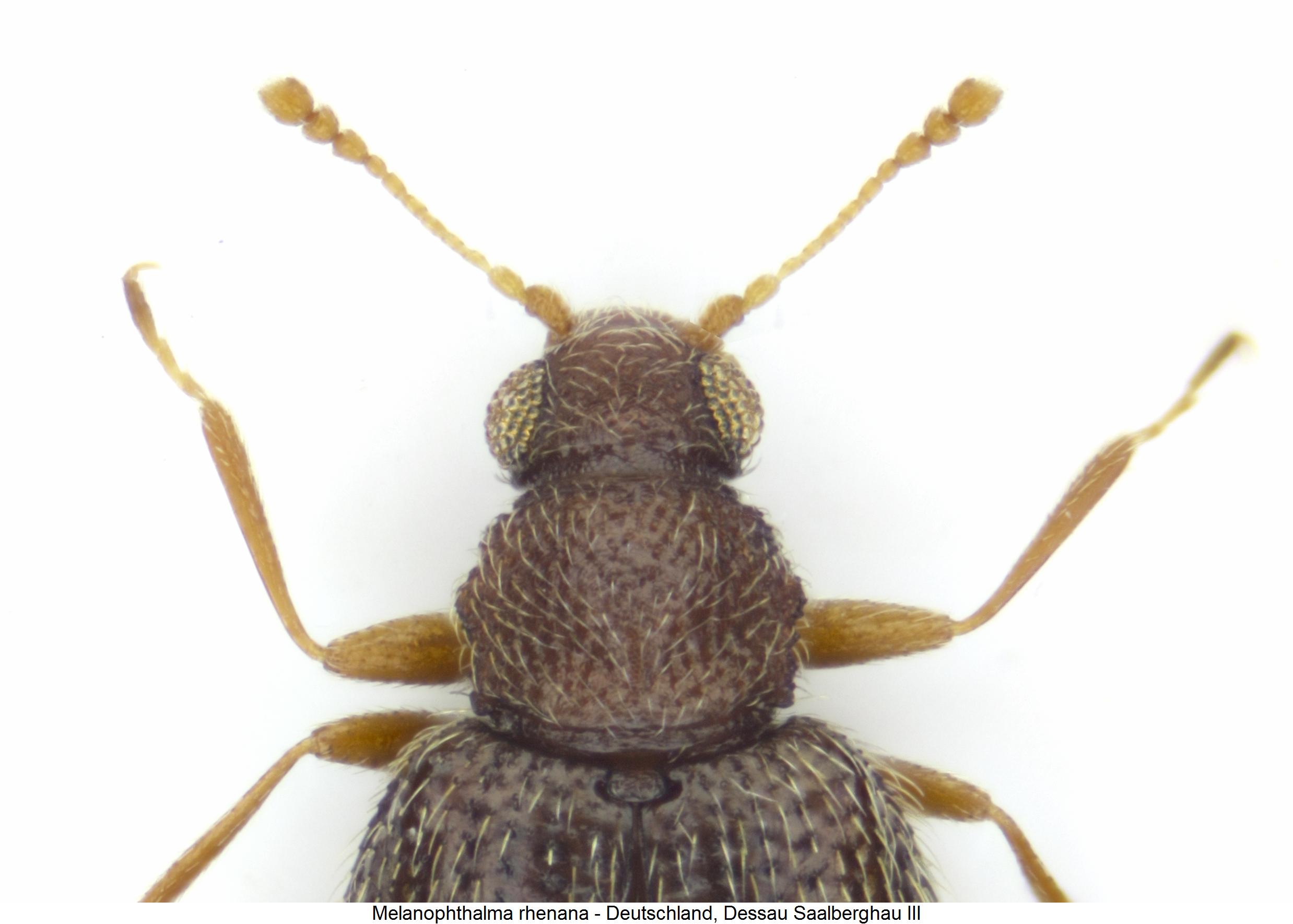 melanophthalma_rhenana_vk.jpg