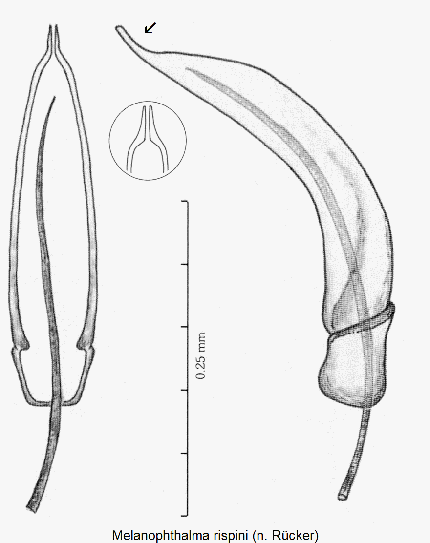 melanophthalma_rispini1.gif