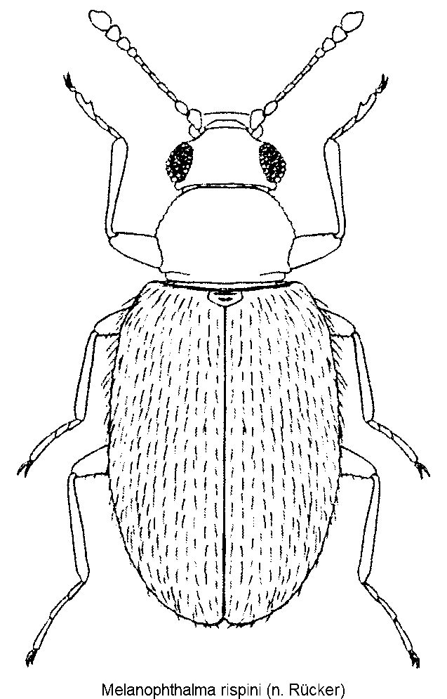 melanophthalma_rispini_hab.gif