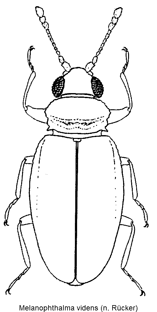 melanophthalma_videns_hab.gif