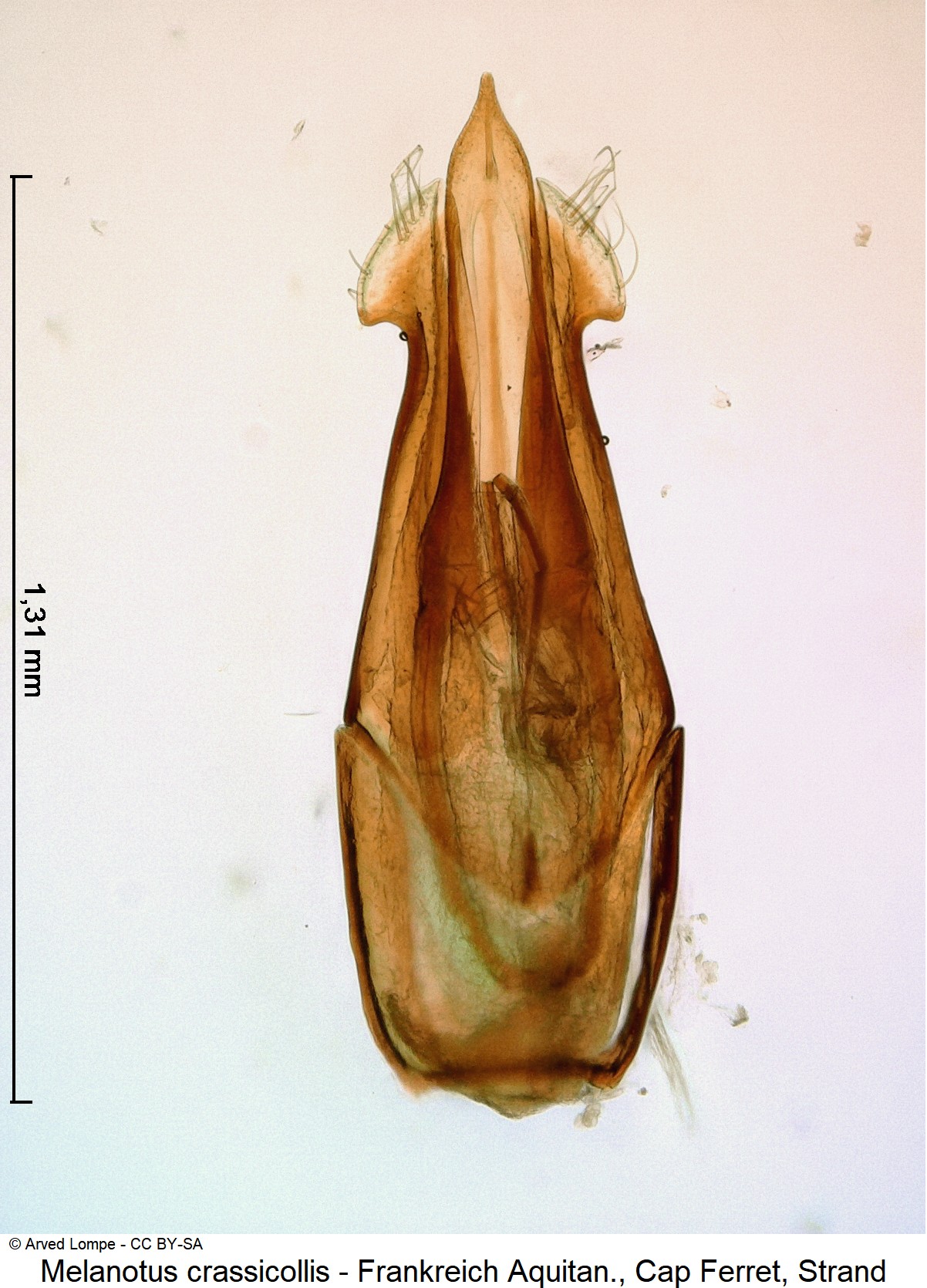 melanotus_crassicollis_ck30882306.jpg