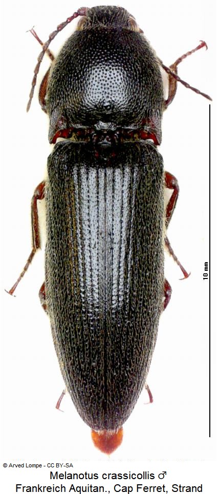 melanotus_crassicollis_hab.jpg