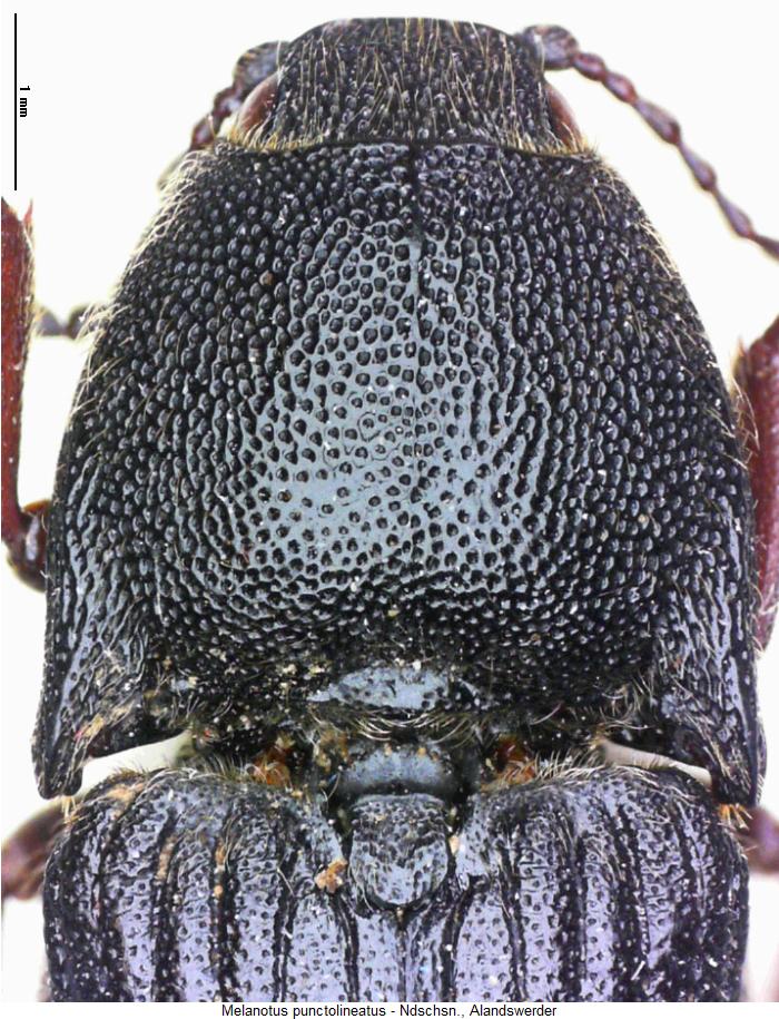 melanotus_punctolineatus_hsch.jpg