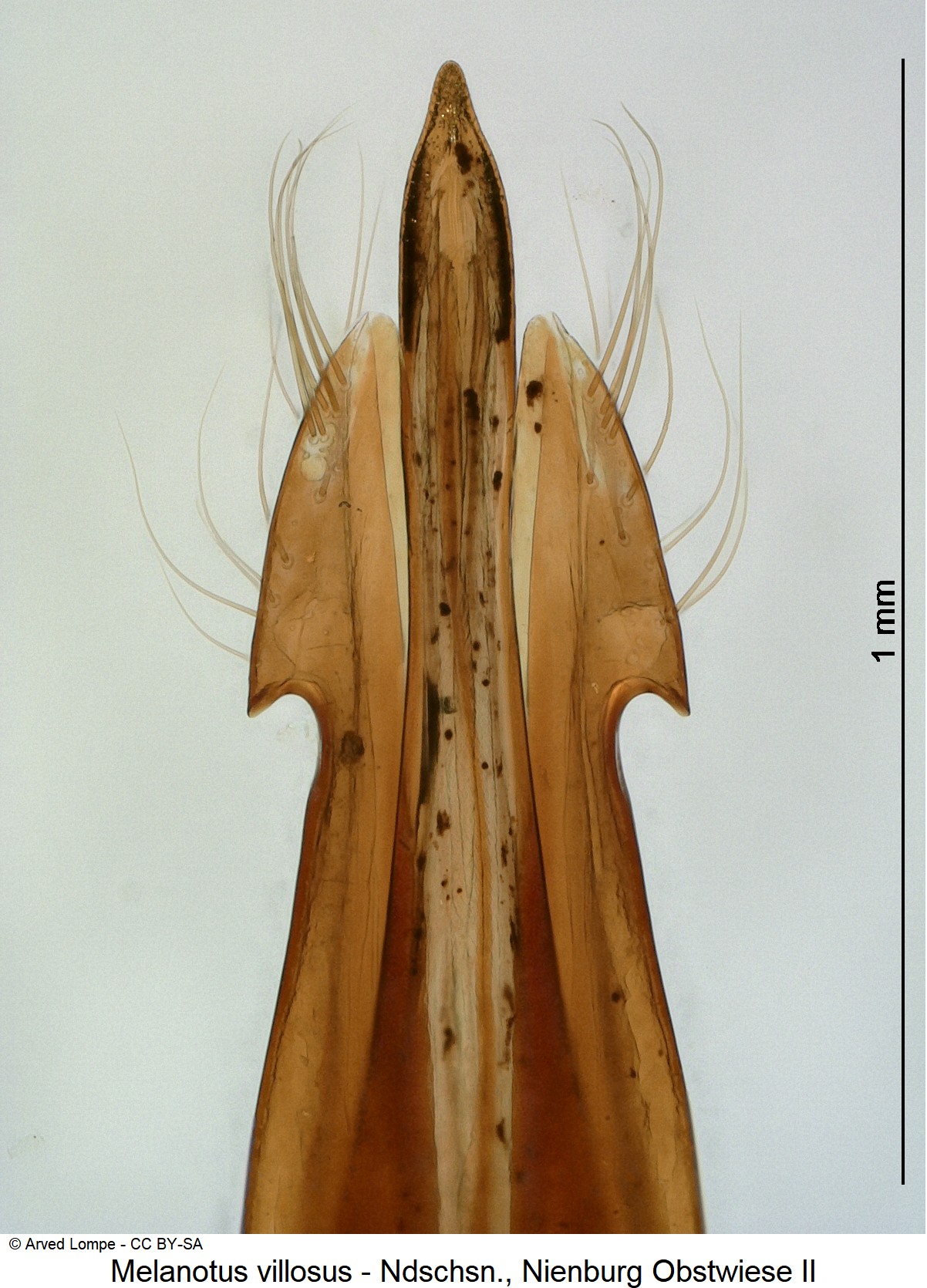 melanotus_villosus_ck18747_pm.jpg