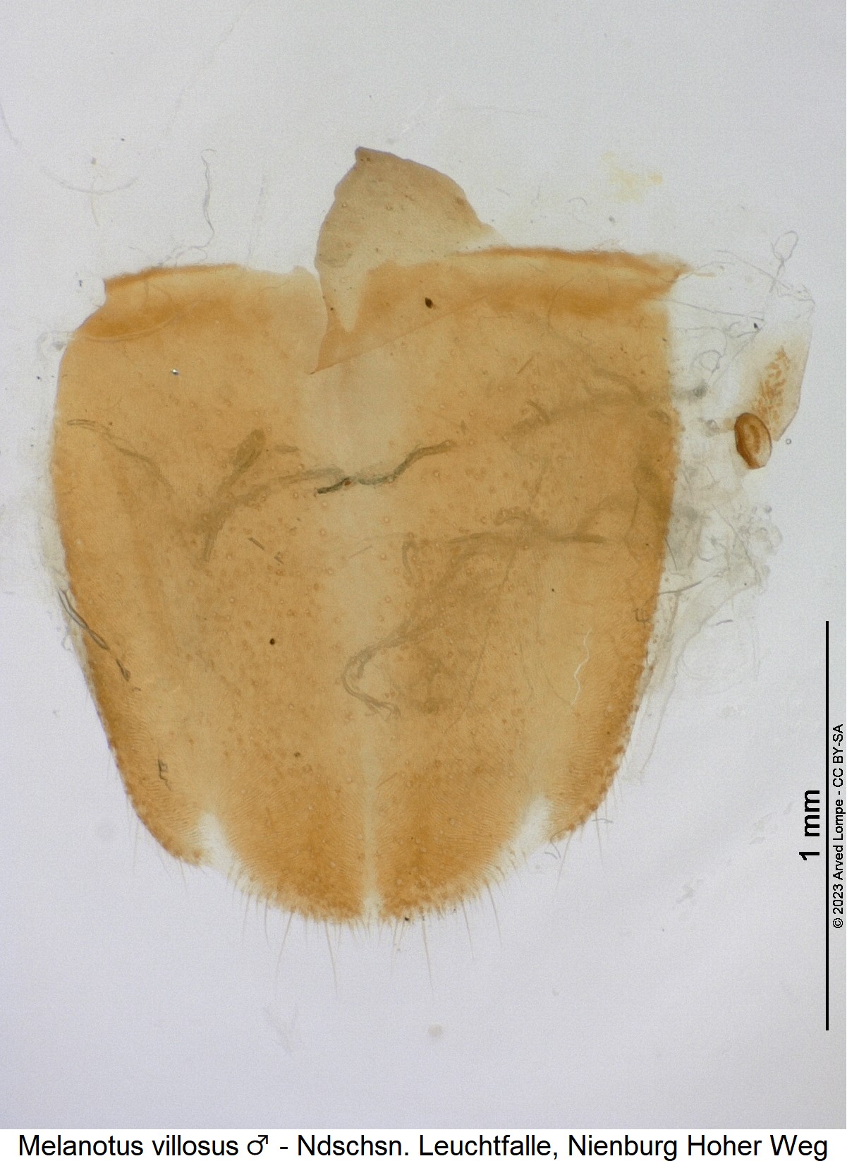 melanotus_villosus_m_ter.jpg