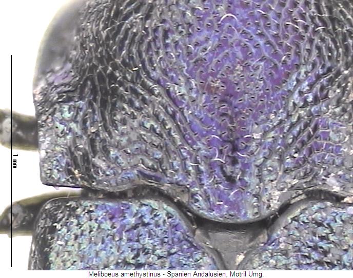 meliboeus_amethystinus_hsch.jpg
