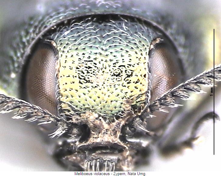 meliboeus_violaceus_k.jpg