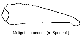 meligethes_aeneus_vschn.gif