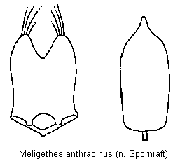 meligethes_anthracinus.gif