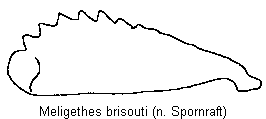 meligethes_brisouti_vschn.gif