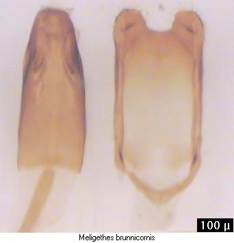 meligethes_brunnicornis.jpg
