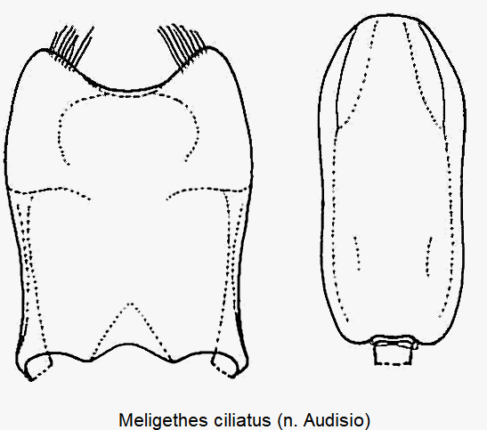 meligethes_ciliatus.gif