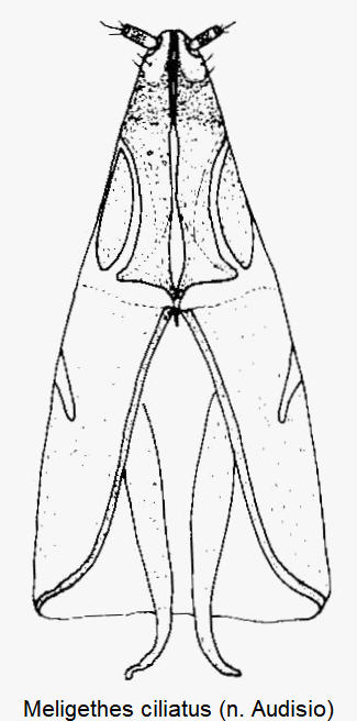 meligethes_ciliatus_ovi.gif